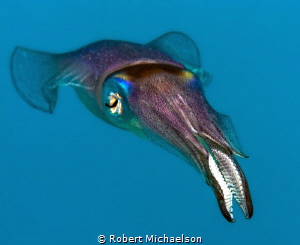 Squid at dive site Country Garden, Bonaire. by Robert Michaelson 